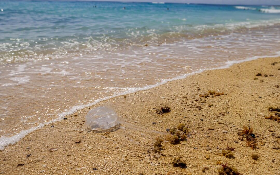 When to Expect Box Jellyfish in Waikiki: 2026 Calendar