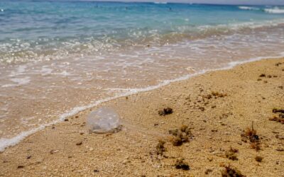 When to Expect Box Jellyfish in Waikiki: 2026 Calendar
